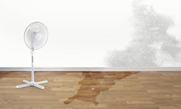 Best Water damage restoration services  in Brooksville, FL