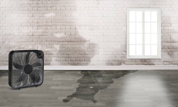 Best Flood damage cleanup  in Brooksville, FL