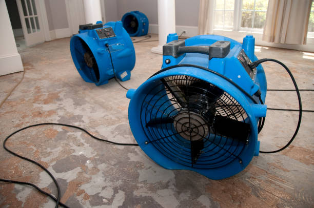Best Mold removal after water damage  in Brooksville, FL